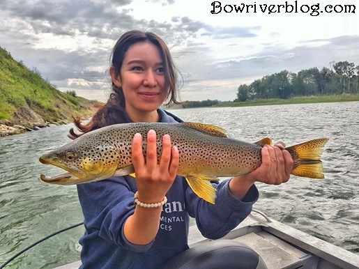 Bow River brown trout spin fishing 2018