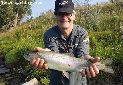 Bow River Rainbow Trout 2018