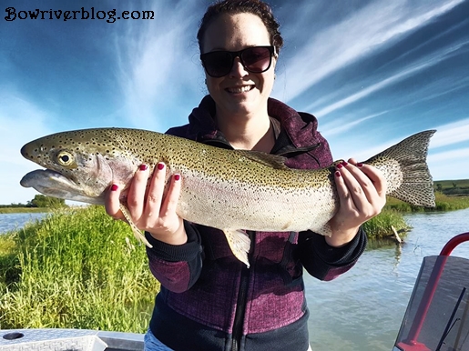 Big rainbow trout caught and released Bow River 2018