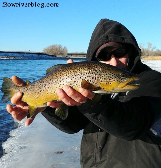 Brown trout fishing winter Bow River 2018