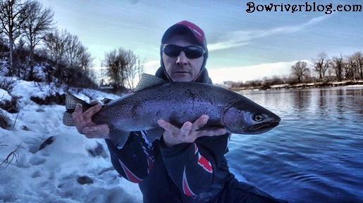 Rainbow trout caught on the Bow River with lures 2018