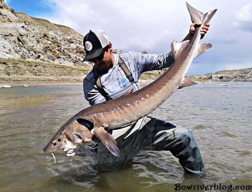 Sturgeon Fishing Rattlesnake Country – Bow River Blog