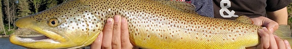 cropped-big-brown-trout.jpg