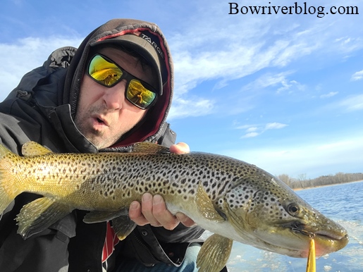 bow river brown trout fishing 2020