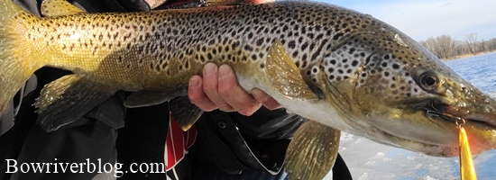 Fishing the Bow River with the vintage Blue Fox minnow spinner