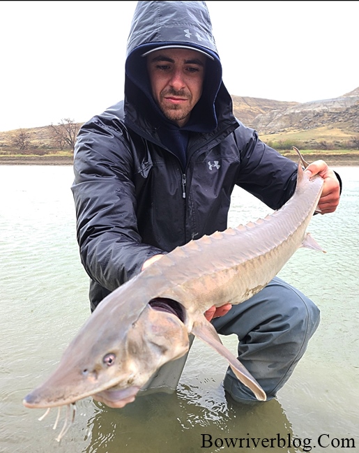 Sturgeon Fishing the South Saskatchewan River (2021) – Bow River Blog