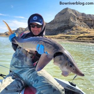 Spawning spectacle in Otter Tail River is big news in efforts to restore  lake sturgeon to Red River Basin - Grand Forks Herald