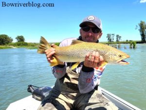 Brown trout fishing the Bow River